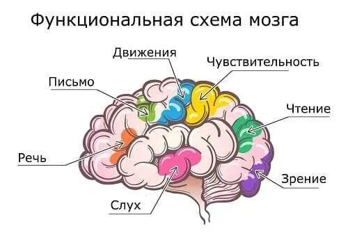 Субатрофические изменения мозга. Функциональные зоны мозга. Зона 25 мозга. Мозг по зонам 25. Цитоархитектонические поля по Бродману.