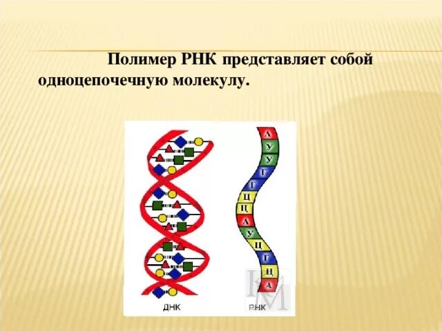 РНК одноцепочечная молекула. РНК полимер. РНК представляет собой. Молекула РНК представлена.