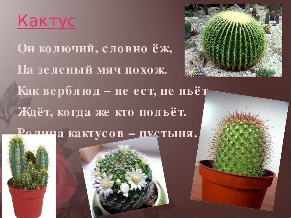 Сообщение о домашнем растении 2 класс. Информация о кактусе. сообщение о кактусе. описание кактуса. проект комнатные кактусы.