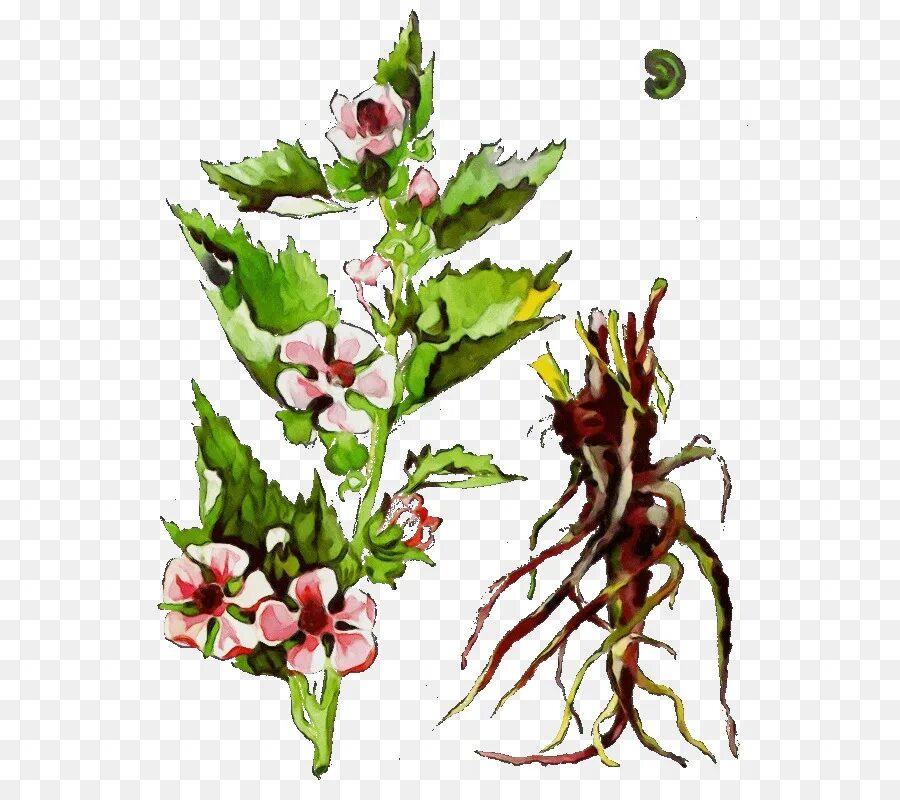 Алтей лекарственный. Алтей лекарственный (althaea officinalis). Корень алтея гербарий. Алтей лекарственный (althaea officinalis). Алтей лекарственный, просвирняк.