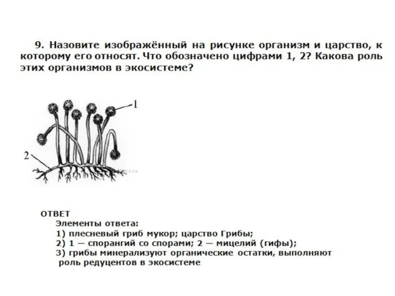 Каково значение гриба мукора в жизни. Назовите изображенный на рисунке организм. Изображённый на рисунке организм — это. Назовите изображенный на рисунке организм и царство. Организмы изображенные на рисунке относятся к.