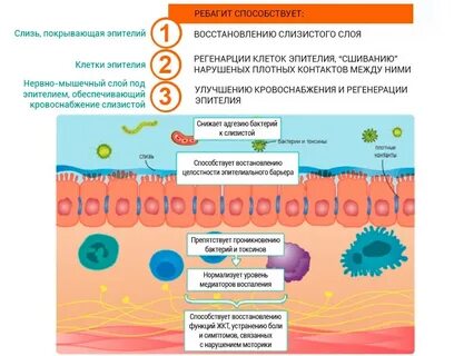 Ребагит побочные действия
