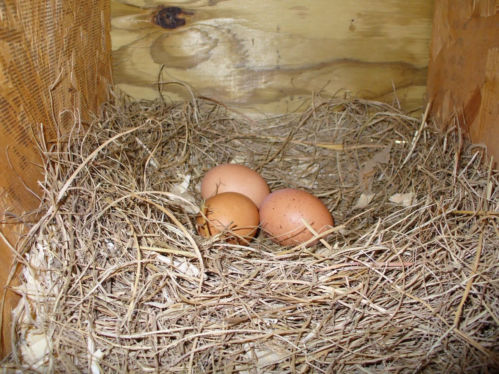 К чему снится куриное гнездо. Куриные гнезда. Куриные яйца в гнезде. Яйца в курятнике. Куры в гнезде.