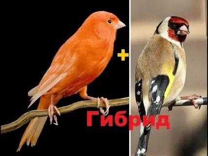 Выполните поиск по словам канарейки и щеглы