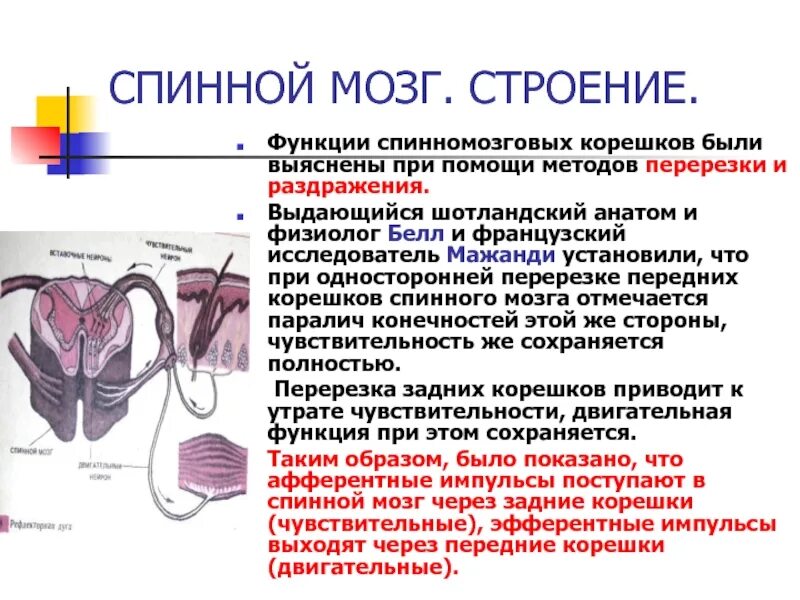 Спинной мозг выполняет 2 функции. Функции передних корешков спинного мозга. задний корешок спинного мозга по функции. спинной мозг человека строение и функции. функции задних корешков спинного мозга.