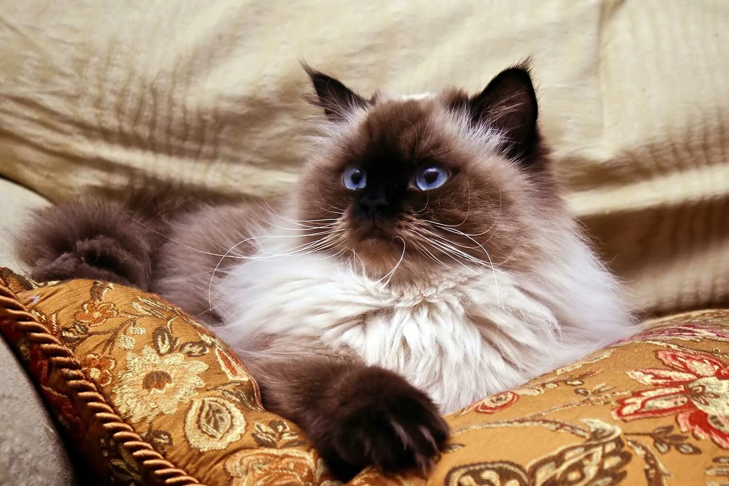 Гималайский колор-Пойнт кошка. Персидская кошка колор Пойнт. Гималайская Персидская кошка. Невская гималайская Сиамская кошка. Персидско сиамская кошка