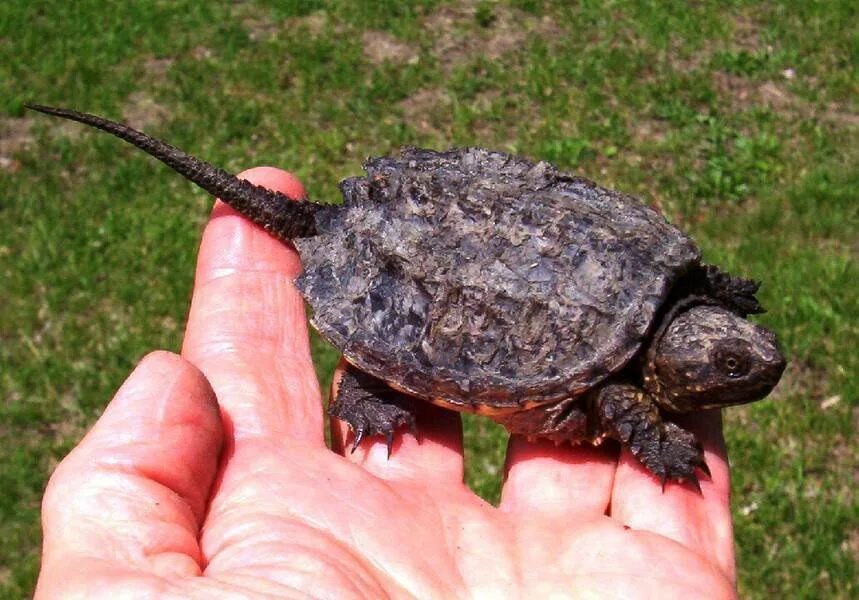 Кайманову черепаху. Каймановая черепаха (Chelydra serpentina). Каймановая и красноухая черепаха. Каймановые черепахи (Chelydridae). Северная Америка Каймановая черепаха.