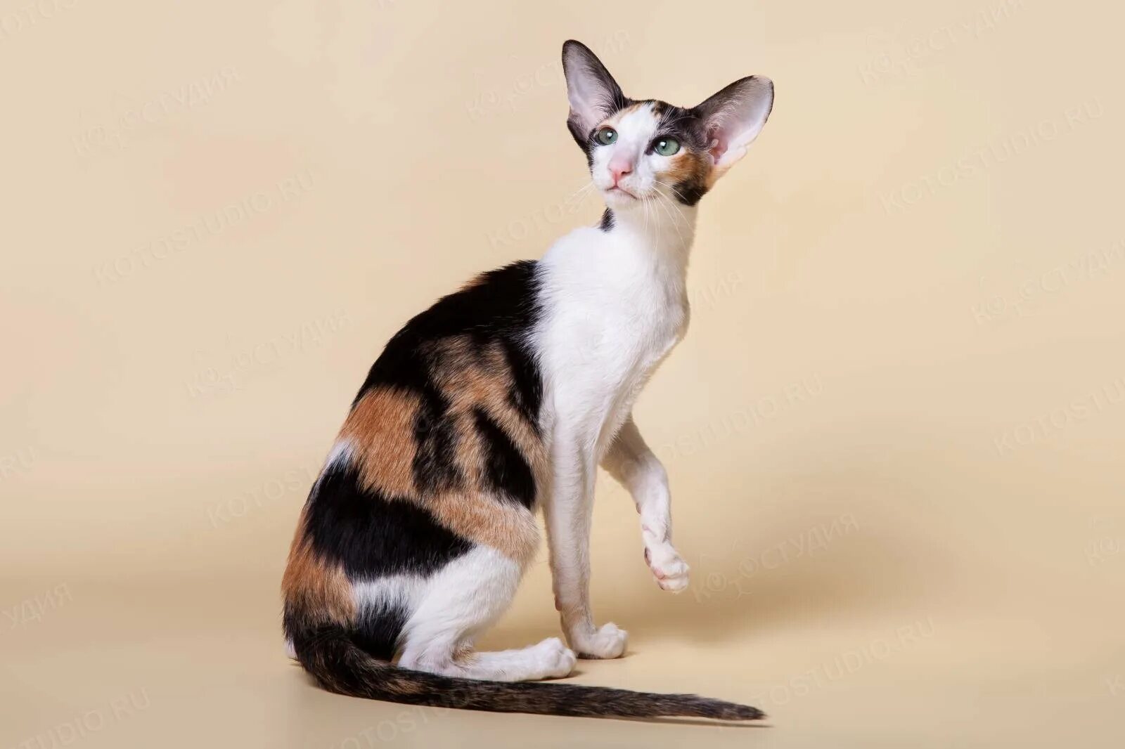Длинная кошка порода. Ориентальная кошка. Ориентальная кошка (Ориентал). Ориентальная короткошерстная. Египетский Ориентал.
