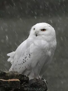 Вода белая сова