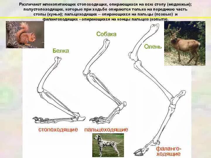 Если у животных встречаются разнообразные. Стопоходящие пальцеходящие фалангоходящие. конечности млекопитающих. типы конечностей животных. стопоходящие млекопитающие.