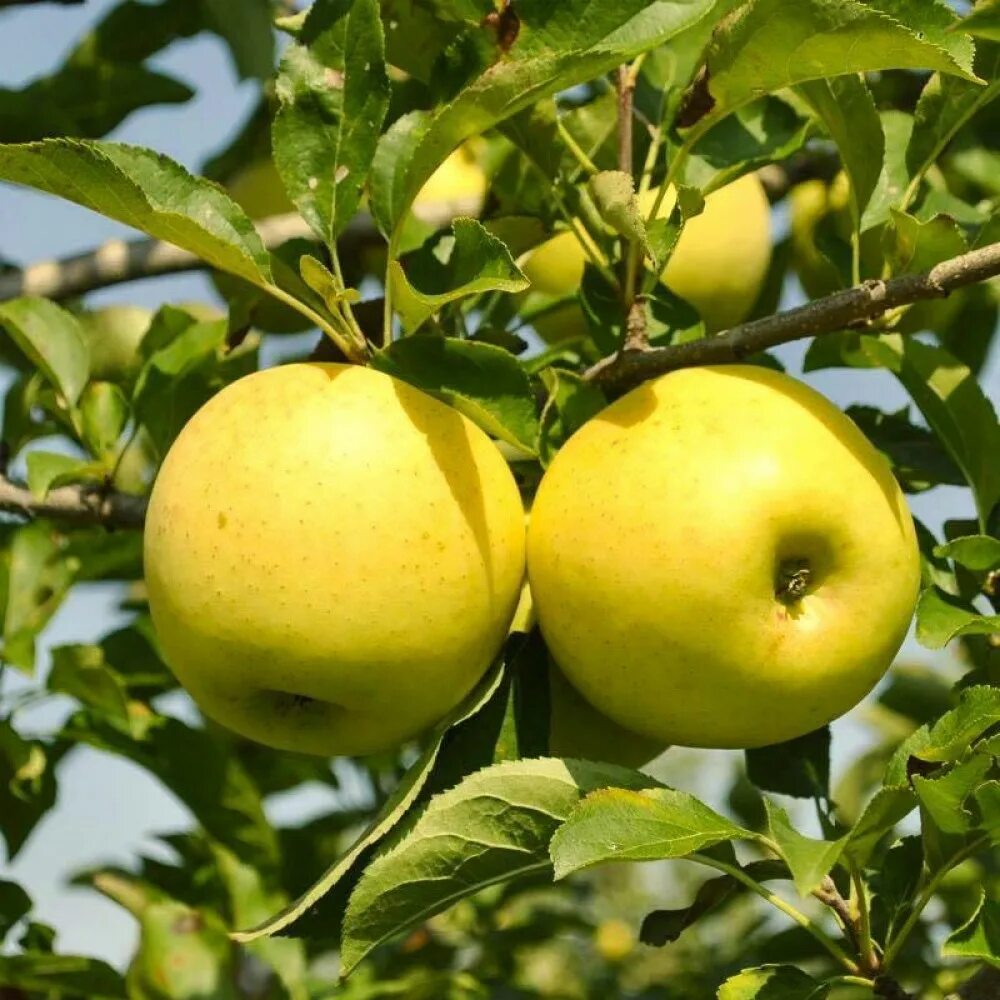 Яблоня золотистая. Яблоки Голден Делишес. Голден Делишес сорта яблони. Сорт яблок Голден Делишес. Яблоня-груша Голден Делишес.