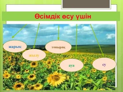 Ол не үшін