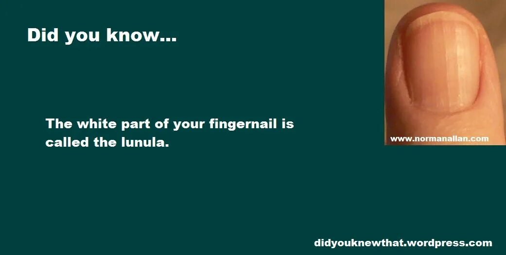 Did you know a tunnel that. Did you know. did you know facts. did you know (interesting facts about food) for primary school.