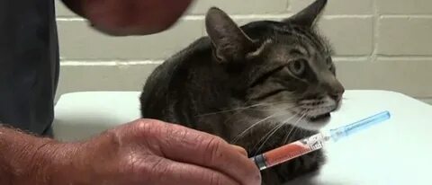 Внутреннее кровотечение у кота