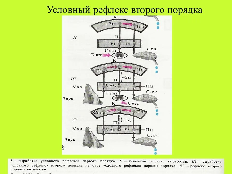 Условные рефлексы высших порядков. Схему условного рефлекса третьего порядка. условный рефлекс второго порядка. рефлекс первого и второго порядка. рефлексы первого порядка.