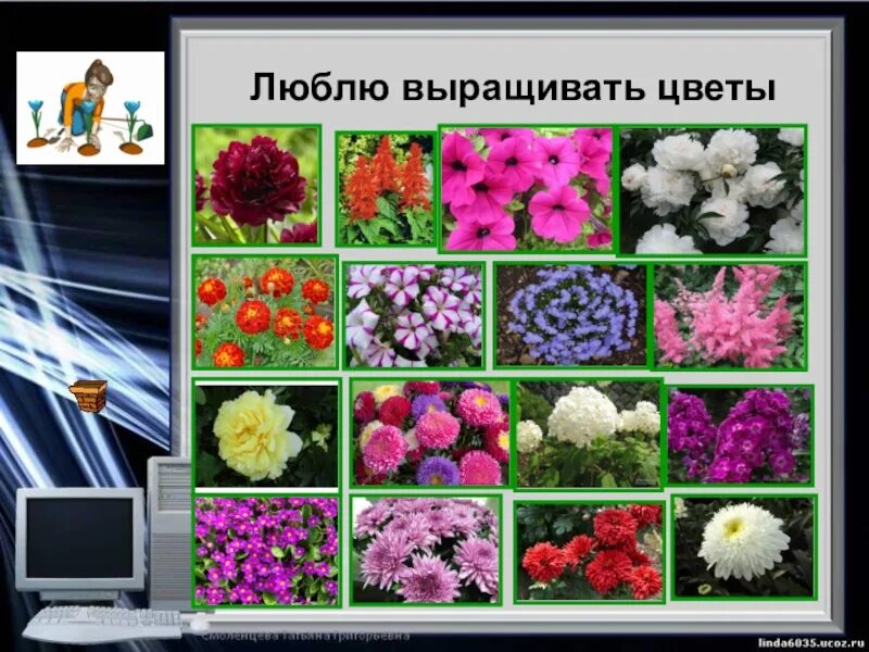 Какой цветок выращивают в россии. Люблю цветы выращивать. Цветок вырос. Вырастающие цветы для презентации. Любимое занятие - выращивание цветов сти.