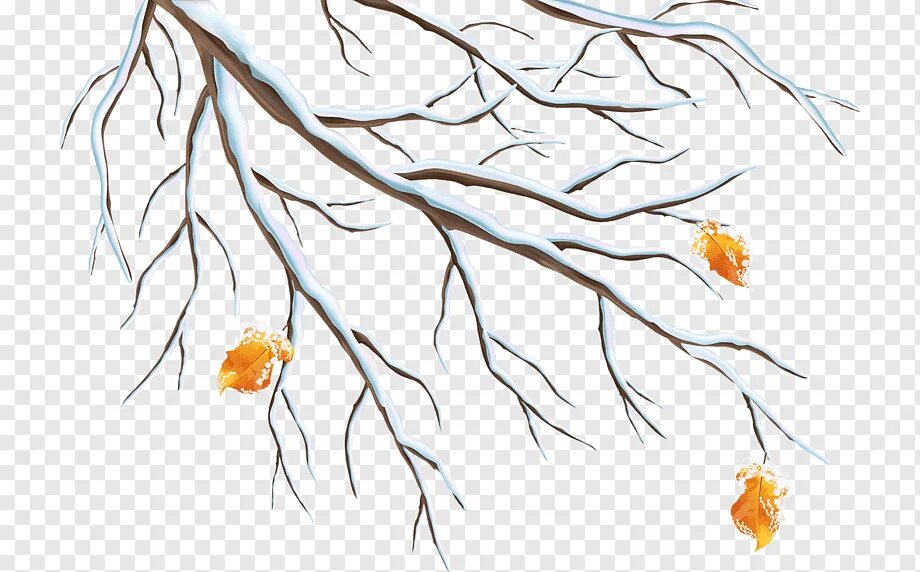 Рисунок ветка зима. Рисунок ветка зима. Зимняя ветка. Ветки в снегу на прозрачном фоне. Зимняя ботаническая иллюстрация.