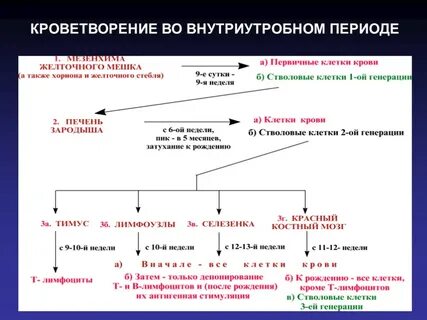 Кроветворение