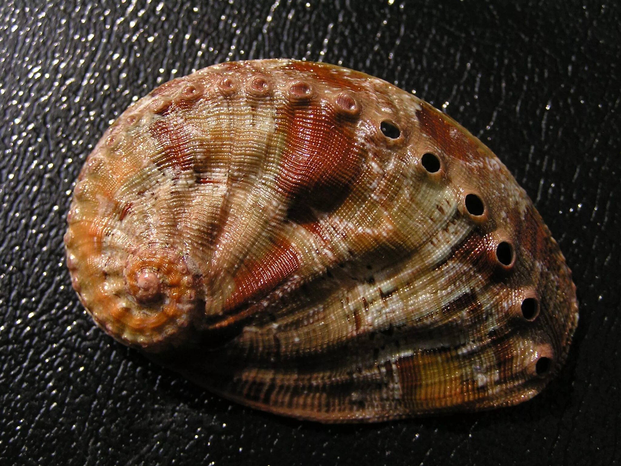 Морское ушко брюхоногий моллюск. Абалон моллюск. Haliotis semiplicata. Галиотис Морское ушко.