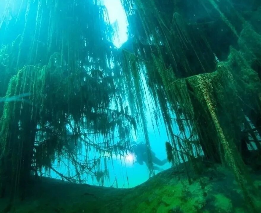 Растущая на дне озера. Озеро Каинды дайвинг. Подводный лес в озере Каинды. Подводный лес Казахстан озеро Каинды Казахстан. Затонувший лес озера Каинды Казахстан.