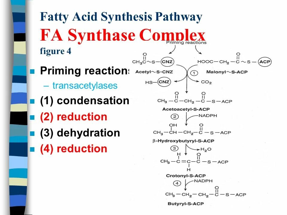 Synthesis group. Fatty acid synthesis.