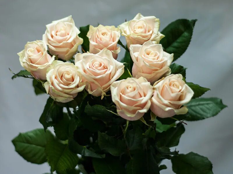 Сорт кремовых. Сорт розы венделла. Сорт кремовых. Сорт кремовых. Сорт кремовых.