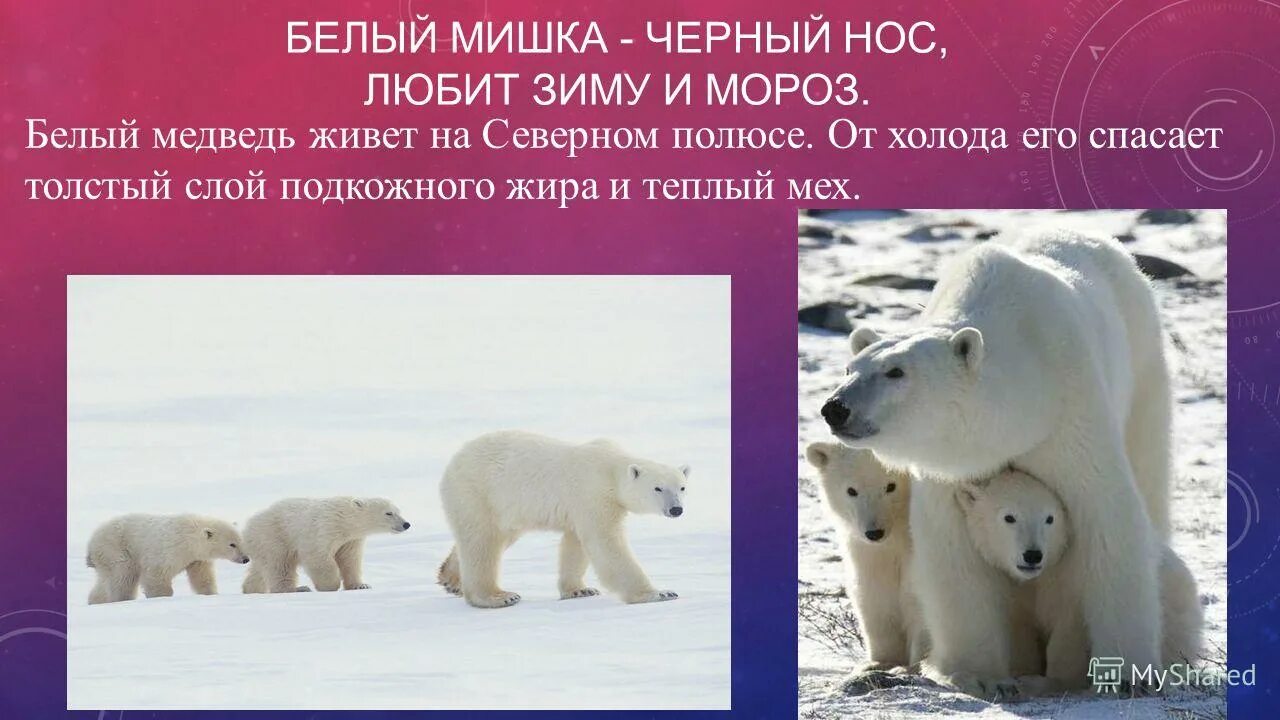 Почему мишка живет 1. Белый медведь презентация. Белые медведи живут. Белый медведь обитает. Белый медведь презентация для детей.