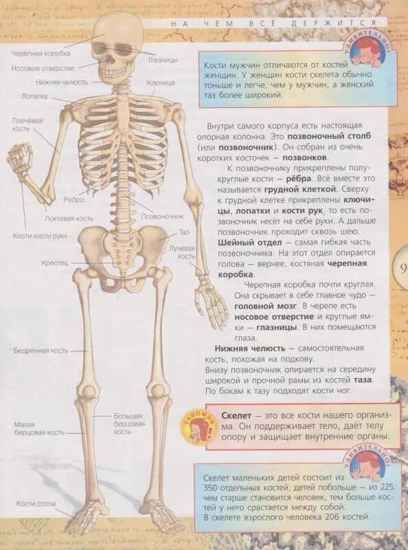 Скелет человека анатомия. Скелет человека с описанием. Скелет с названиями костей. Скелет человека с описанием всех костей.