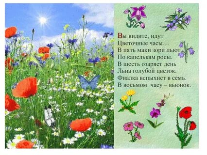 Стих полевые цветы