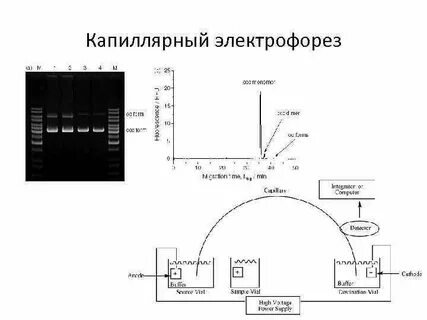 Капиллярный электрофорез