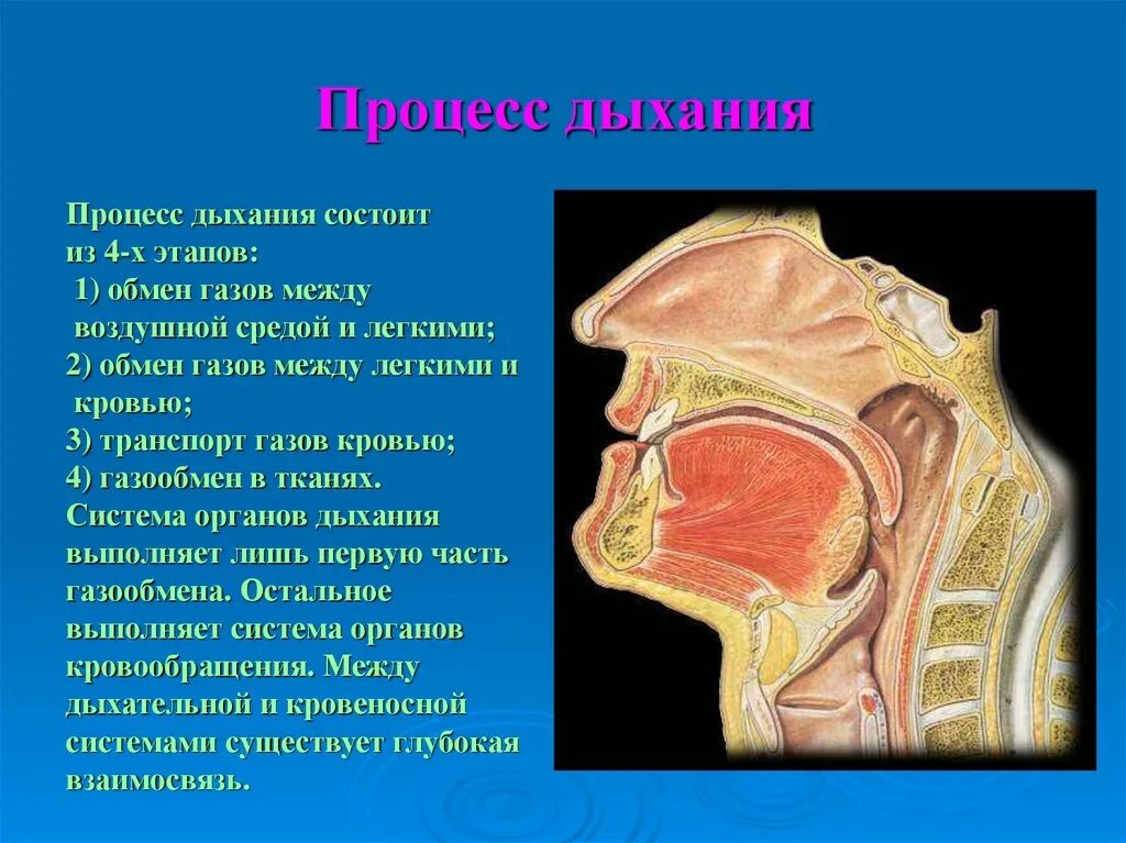 Ротовое отверстие глотка. Носоглотка надгортанник. Носовая полость носоглотка гортань. Нос носоглотка гортань анатомия.