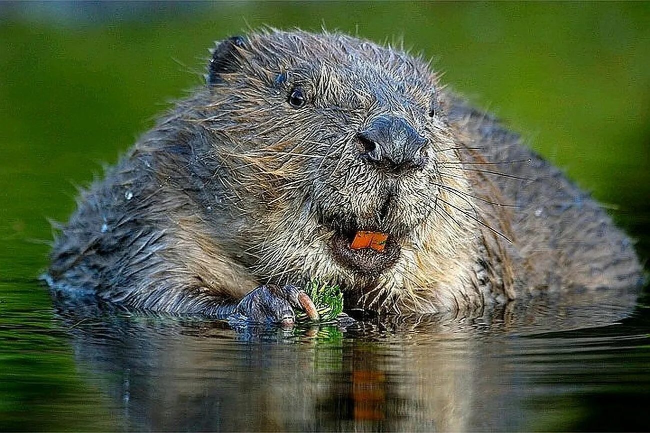 Бобр Речной обыкновенный. Канадский Бобр (Castor canadensis). Европейский Речной Бобр. Нутрия и выдра. Бобры в спб