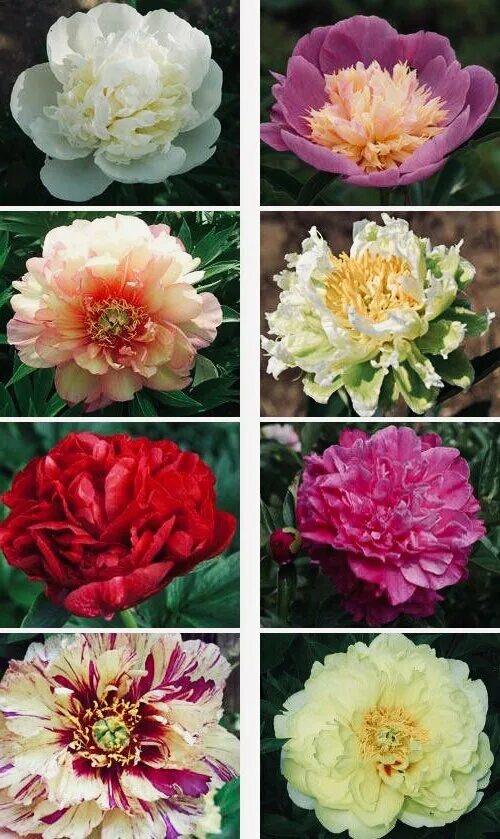 Пион древовидный микс редкие семена. Пионы расцветки и сорта. Какие цветом есть пионы. Пион сидс. Цветы пион семена.