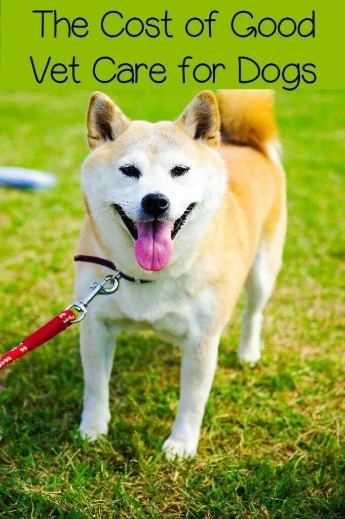 Korean Jindo Dog Breed Information - A Definitive Guide