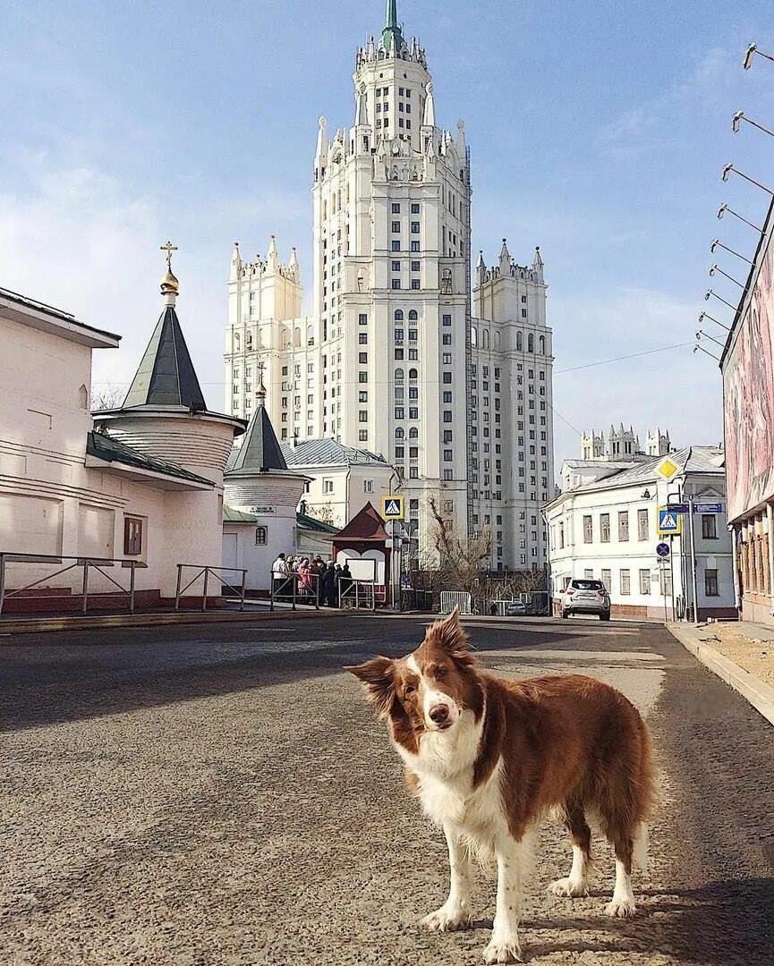 Где в москве можно с собаками. Высотка на Таганке. Высотка на Котельнической набережной. Собачья Москва. Собака на красной площади.