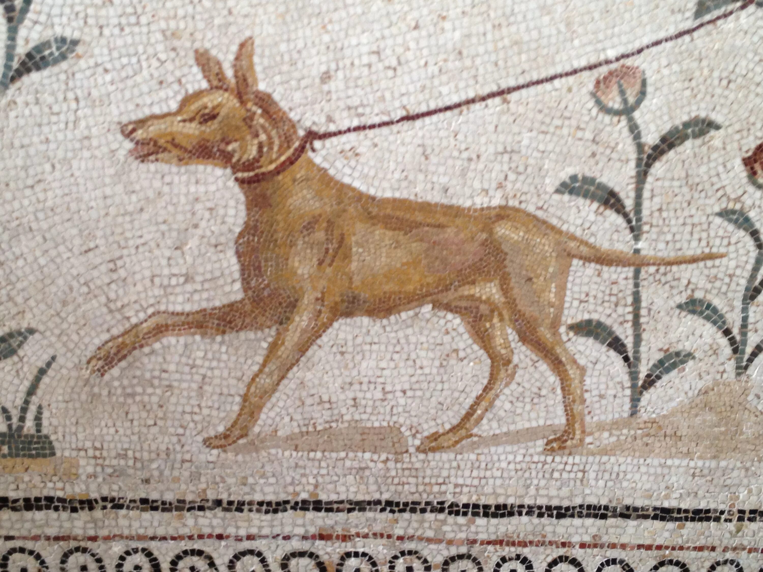 Собаки в древности. Древний Рим мозаика собака. Собаки в древнем Риме. Помпеи мозаика собака. Молосские собаки древнего Рима.