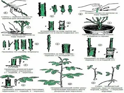 Можно черенки розы укоренить осенью
