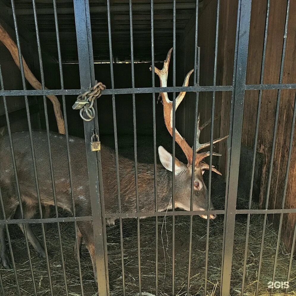 Самарский зоопарк ново садовая 146. Самарский Зоологический парк. Самарский зоопарк Самара. Самарский зоопарк 2009.