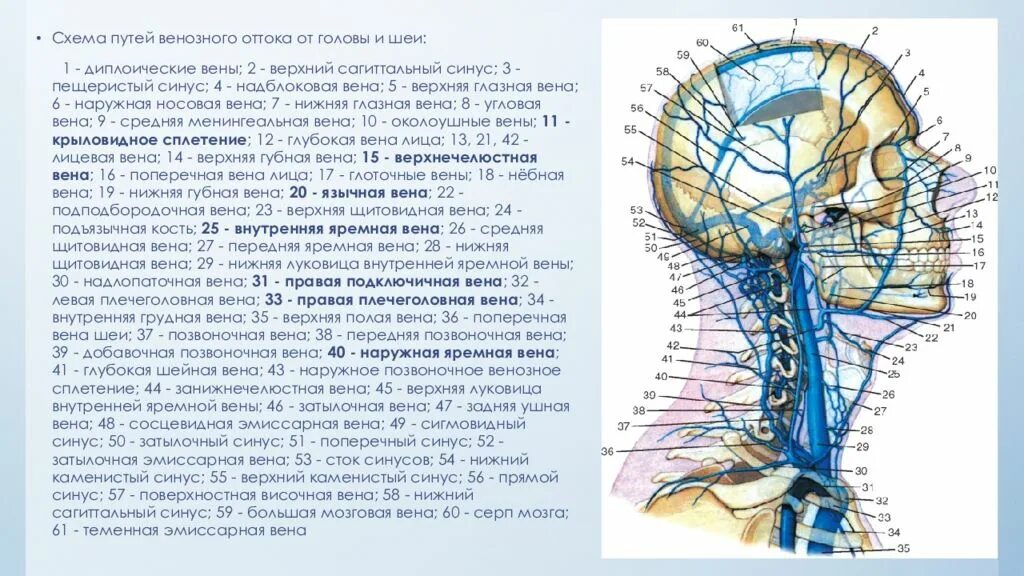 Верхние вены мозга. Яремные вены Вена анатомия. Внутренняя яремная Вена анатомия кт. Наружная яремная Вена анатомия. Эмиссарные вены головы анатомия.