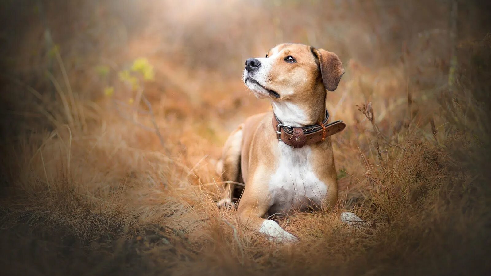 Ухоженная собака. Ухоженная собачка. Ухоженная собака. Старый пес. Ухоженная собака.