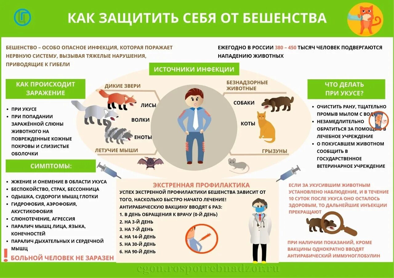 Профилактика опасных заболеваний для подростков. Профилактика бешенства. бешенство памятка для населения. профилактика бешенства памятка. профилактика бешенства у людей.