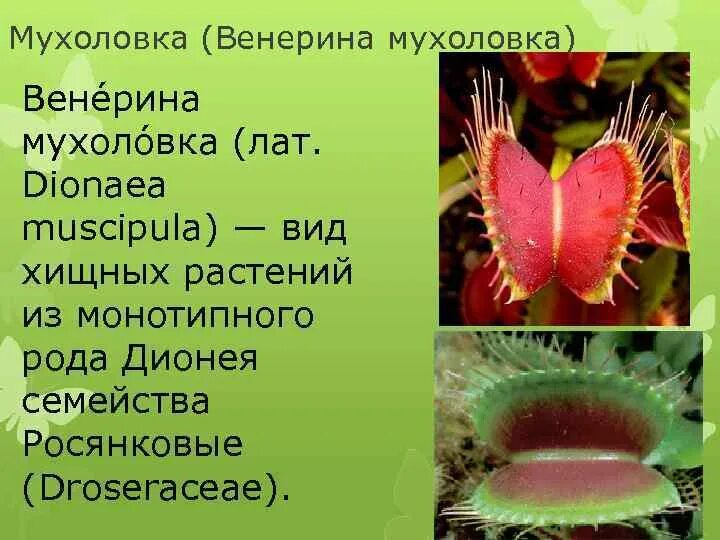 Венерина мухоловка информация