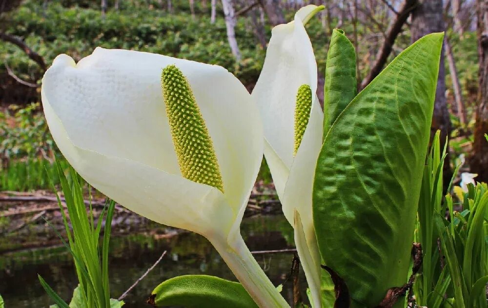 Початок цветок. Белокрыльник болотный Calla palustris. Белокрыльник (Калла). Белокрыльник болотный (Calla palustris l.). Белокрыльник соцветие.