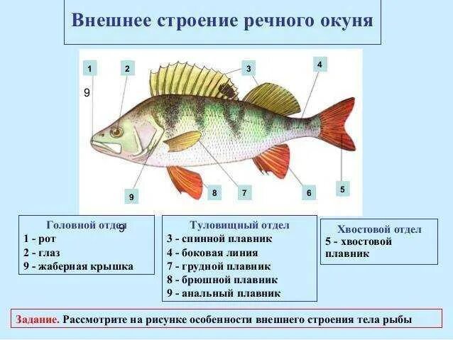 Значение туловища рыбы. Наружное строение речного окуня. речной окунь строение тела. внешнее строение рыбы окунь. внешнее строение речного окуня.
