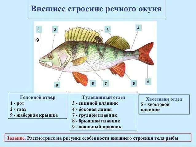 Речной окунь строение тела. Внешнее строение рыбы окунь. Внешнее строение речного окуня. Наружное строение речного окуня. Какие отделы тела имеет рыба