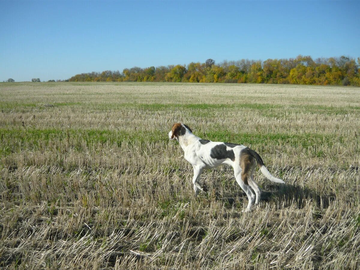 Месть железнокровной гончей меча 28. Натаска охотничьих собак в кропоткине. Русская пегая гончая. Русская пегая гончая на охоте. Месть железнокровной гончей меча.