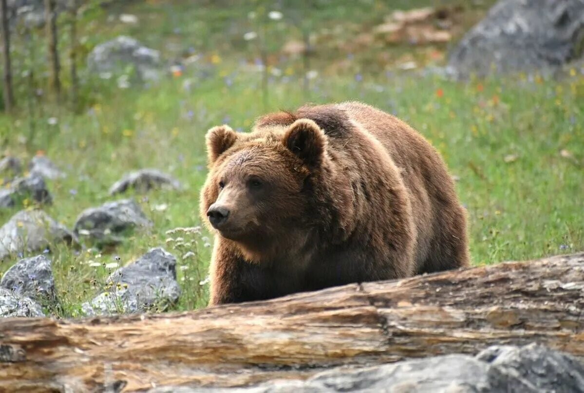 Евразия медведи. Сихотэ-Алинский заповедник медведь. Бурый медведь Сихотэ Алинь. Дальневосточный бурый медведь. Бурый медведь Хабаровского края.