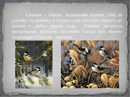 Улетают ли синицы на лето
