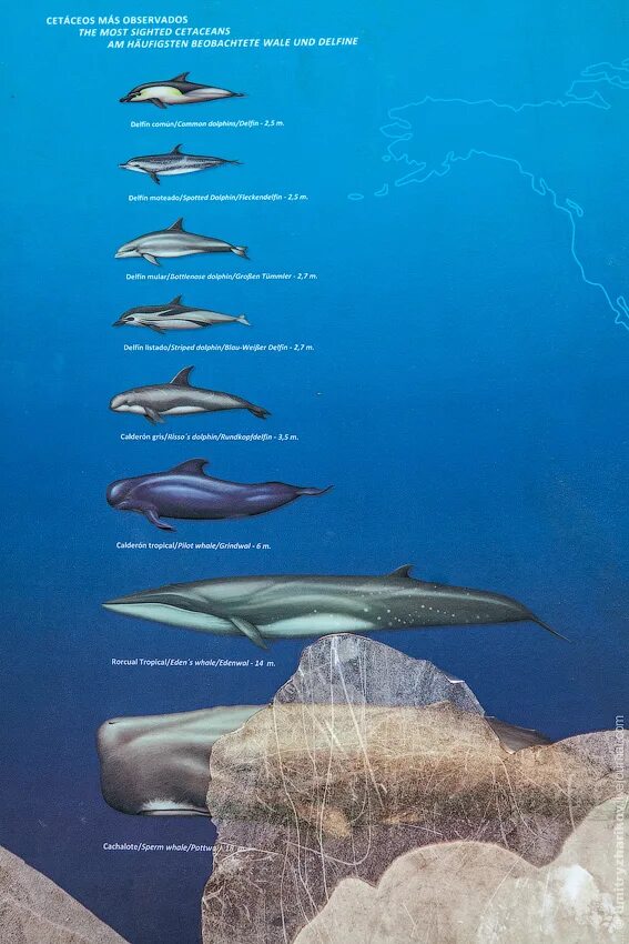 Самый большой кит размеры и вес