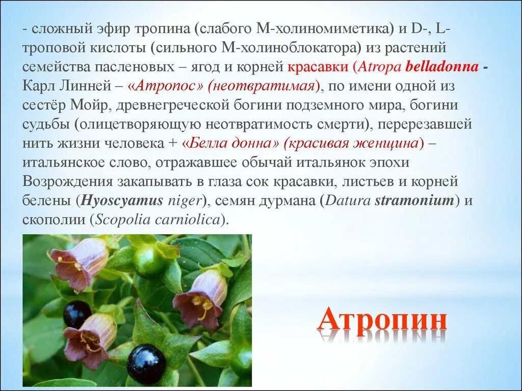 Алкалоиды атропина растение содержащее. Атропин белладонна. Лекарственные растения содержащие атропин. Растительные алкалоиды.